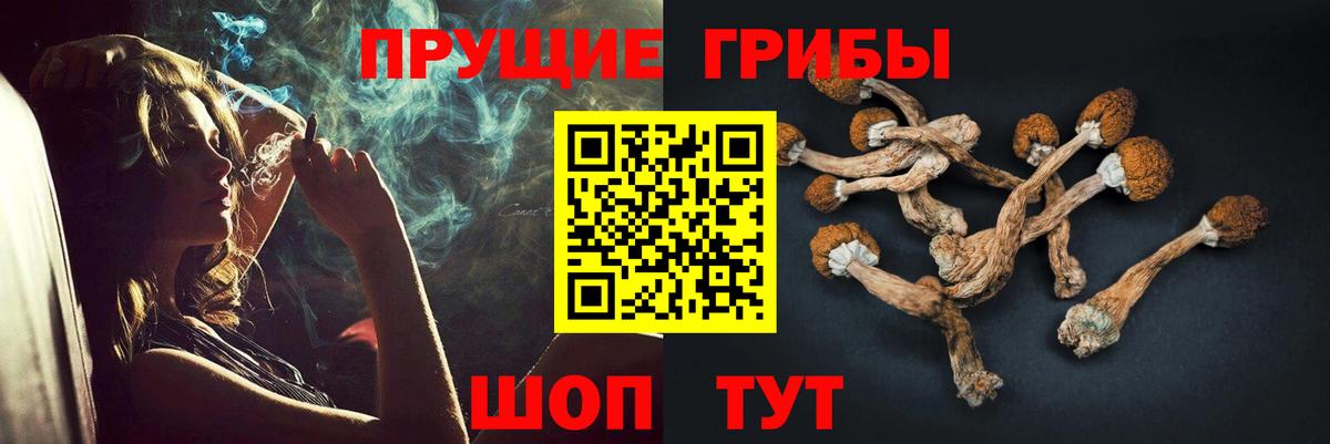 Псилоцибиновые грибы Psilocybe Домодедово